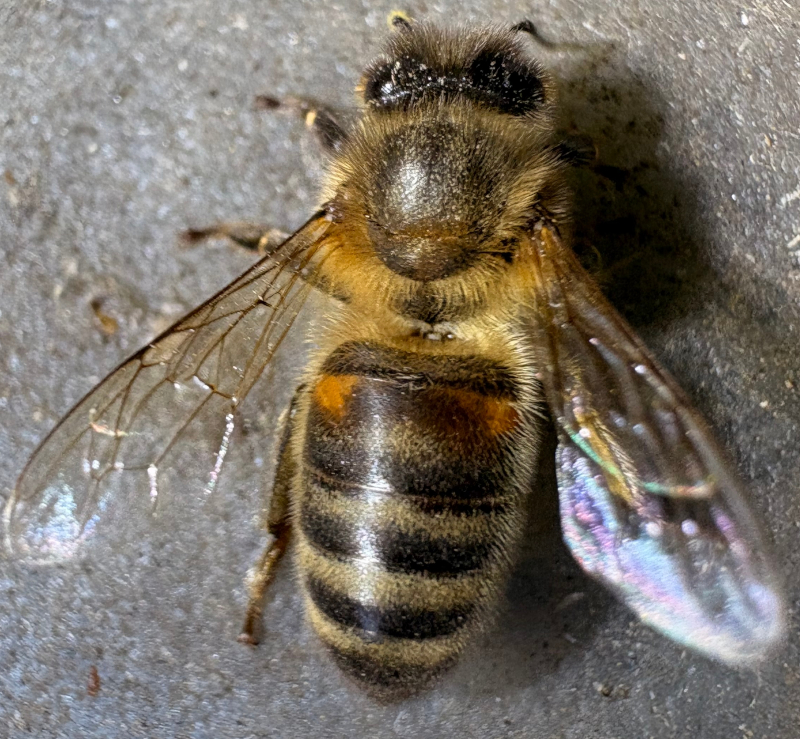 Die Dunkle Biene (Apis mellifera mellifera) – Eine dunkle Honigbiene mit charakteristischem Erscheinungsbild