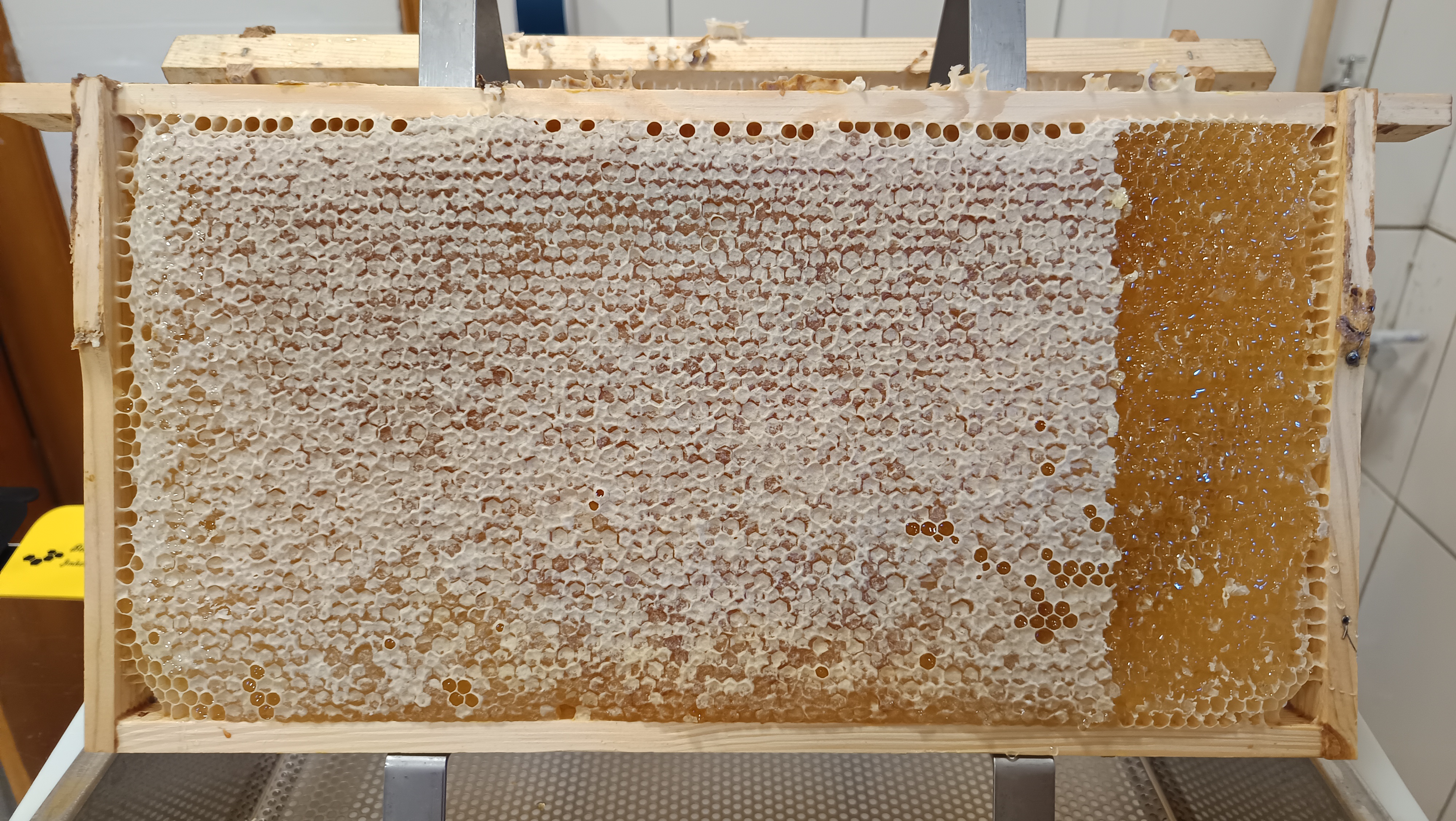 Honig der Dunklen Biene