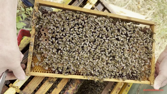 Thumbnail: Varroa unter Kontrolle